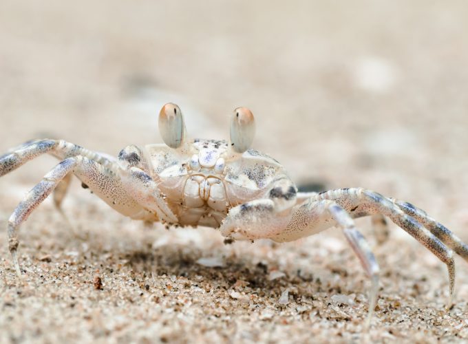 Wallpaper Sand bubbler crab, Khao Sam Roi Yot National Park, Thailand, travel, tourism, Animals 906185856